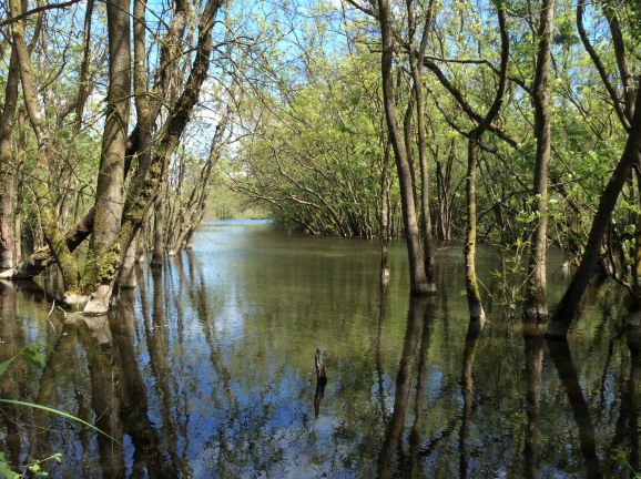 Escursioni nella foresta allagata di Punte Alberete